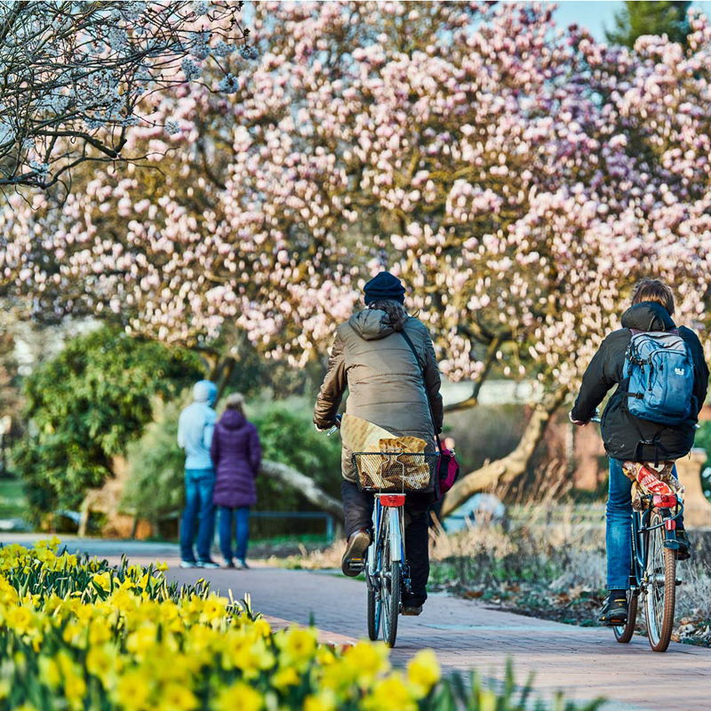 Radfahrende auf einem Weg im Stadtpark